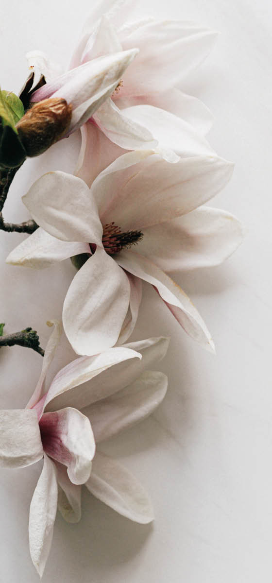 Immagine di due fiori di Magnolia.